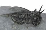 Devil Horned Cyphaspis Walteri Trilobite - Mrakib, Morocco #248763-2